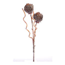 Napa Home Garden, FF DRIED SIERRA