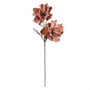 Napa Home Garden, FF RAZZMATAZZ