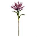 Napa Home Garden, FF PRIMADONNA