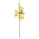 Napa Home Garden, FF ICTERINE