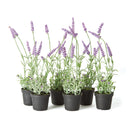 NAPA Home & Garden, FRENCH LAVENDER DROP-IN 13", SET OF 6