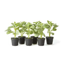 NAPA Home & Garden, SAGE DROP-IN 6.5", SET OF 6