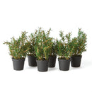 Napa Home Garden, ROSEMARY 6.5" DROP-IN S/6