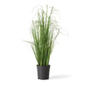 NAPA Home & Garden, ONION GRASS DROP-IN 25"