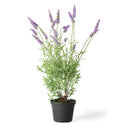 NAPA Home & Garden, FRENCH LAVENDER DROP-IN 18"