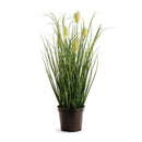 NAPA Home & Garden, WILD GRASS DROP-IN 16"