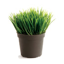 NAPA Home & Garden, MINI POTTED GRASS 3.5"