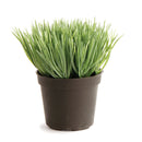 NAPA Home & Garden, MINI POTTED GRASS 3.5"