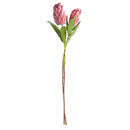 Napa Home Garden, QUEEN PROTEA STEMS 30" BUNDLE/2