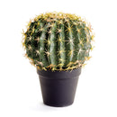NAPA Home & Garden, CACTUS DROP-IN 9"