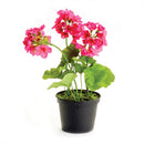Napa Home Garden, GERANIUM DROP-IN 10" DARK PINK