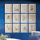 NAPA Home & Garden, FRAMED WILD FLOWER BOTANICAL PRINTS, SET OF 12,HC114