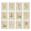 NAPA Home & Garden, FRAMED WILD FLOWER BOTANICAL PRINTS, SET OF 12