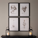 NAPA Home & Garden, FRAMED SEPIA-TONE BOTANICAL PRINTS, SET OF 4,HC123
