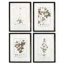 NAPA Home & Garden, FRAMED SEPIA-TONE BOTANICAL PRINTS, SET OF 4