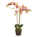 "NAPA Home & Garden, PHALAENOPSIS ORCHID DROP-IN COLLECTION"