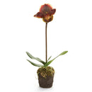 Napa Home Garden, LADY SLIPPERS 20" DROPIN BURGUNDY