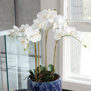 "NAPA Home & Garden, PHALAENOPSIS ORCHID DROP-IN COLLECTION"