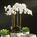 "NAPA Home & Garden, PHALAENOPSIS ORCHID DROP-IN COLLECTION"