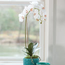 "NAPA Home & Garden, PHALAENOPSIS ORCHID DROP-IN COLLECTION"