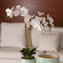 "NAPA Home & Garden, PHALAENOPSIS ORCHID DROP-IN COLLECTION"