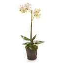 "NAPA Home & Garden, PHALAENOPSIS ORCHID DROP-IN COLLECTION"