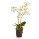 "NAPA Home & Garden, PHALAENOPSIS ORCHID DROP-IN COLLECTION"