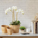 "NAPA Home & Garden, PHALAENOPSIS ORCHID DROP-IN COLLECTION"