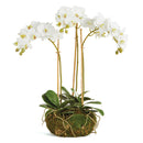 "NAPA Home & Garden, PHALAENOPSIS ORCHID DROP-IN COLLECTION"