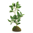 Napa Home Garden, FICUS BONSAI 8.5" DROPIN