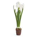 NAPA Home & Garden, PAPERWHITE DROP-IN 17"