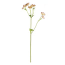Napa Home Garden, ASTRANTIA 22" STEM PINK