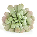 Napa Home Garden, AEONIUM 6" SAGE