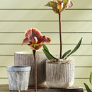 NAPA Home & Garden, LAHR FAUX BOIS POTS, SET OF 2,LD401