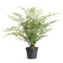 NAPA Home & Garden, SOFT FERN DROP-IN