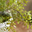 NAPA Home & Garden, SOFT FERN DROP-IN