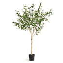 NAPA Home & Garden, BIRCH TREE DROP-IN 6'4"