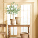 NAPA Home & Garden, EUCALYPTUS TREE DROP-IN 49",N2CC06