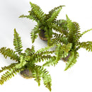 NAPA Home & Garden, Boston Fern Drop-In Collection