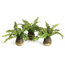 NAPA Home & Garden, Boston Fern Drop-In Collection