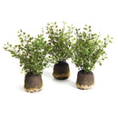 NAPA Home & Garden, MAIDENHAIR DROP-INS, SET OF 3