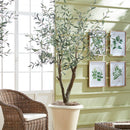 NAPA Home & Garden, GRAND OLIVE TREE DROP-IN 6'6",N2CC10