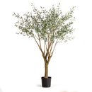 NAPA Home & Garden, GRAND OLIVE TREE DROP-IN 8'