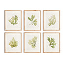 NAPA Home & Garden, KELP PRINTS, SET OF 6