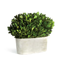 NAPA Home & Garden, BOXWOOD BUSH IN OVAL POT