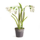 NAPA Home & Garden, SNOWDROP DROP-IN