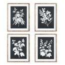 NAPA Home & Garden, MONOCHROME BOTANICAL PRINTS, SET OF 4