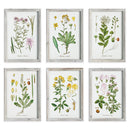 NAPA Home & Garden, PERENNIAL BOTANICAL STUDY, SET OF 6