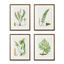 NAPA Home & Garden, STRUCTURAL FERN STUDY, SET OF 4