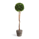 NAPA Home & Garden, BOXWOOD SINGLE SPHERE TOPIARY DROP-IN 24"